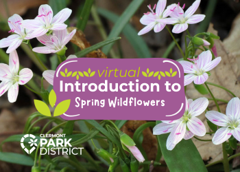 background of spring beauty flowers (white with pink veins and pollen) with a purple text box that says: virtual introduction to spring wildflowers